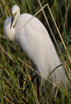 Grande Aigrette
