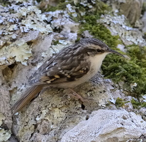 Short-toed Treecreeper 
&copy; Xavier Libert
