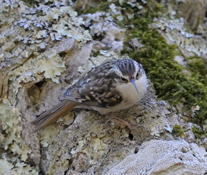 Short-toed Treecreeper 
&copy; Xavier Libert