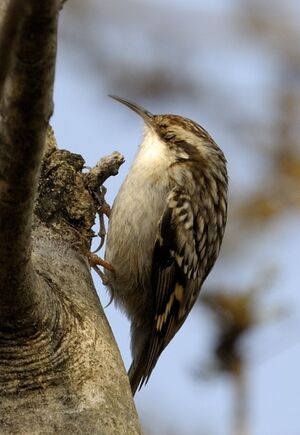 Short-toed Treecreeper 
&copy; Xavier Libert