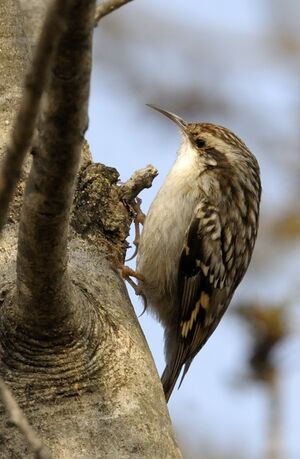Short-toed Treecreeper 
&copy; Xavier Libert
