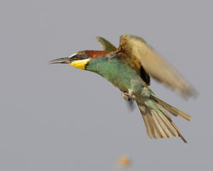 European Bee-eater 
&copy; Xavier Libert