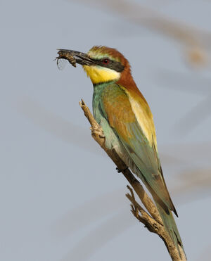 European Bee-eater 
&copy; Xavier Libert