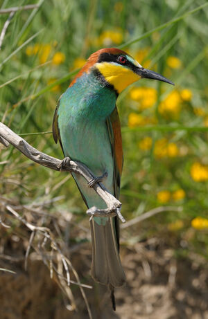 European Bee-eater 
&copy; Xavier Libert