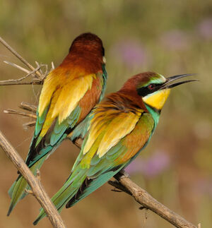 European Bee-eater 
&copy; Xavier Libert