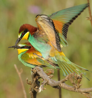 European Bee-eater 
&copy; Xavier Libert