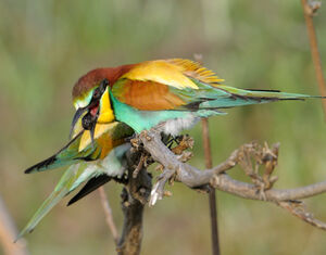European Bee-eater 
&copy; Xavier Libert