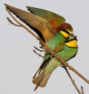 European Bee-eater 
&copy; Xavier Libert