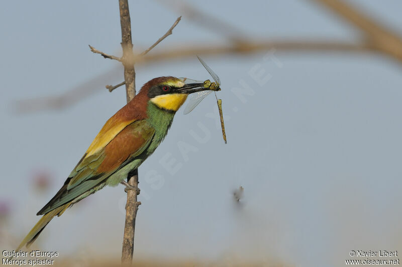 European Bee-eater male adult, identification, feeding habits