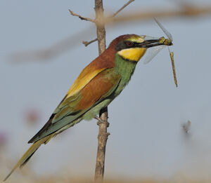 European Bee-eater 
&copy; Xavier Libert