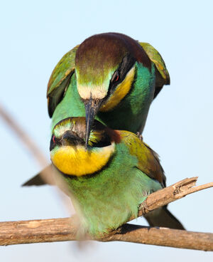 European Bee-eater 
&copy; Xavier Libert