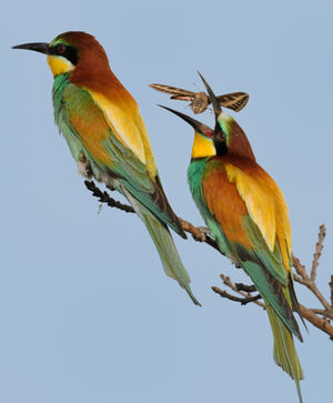 European Bee-eater 
&copy; Xavier Libert