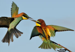 European Bee-eater 
&copy; Xavier Libert