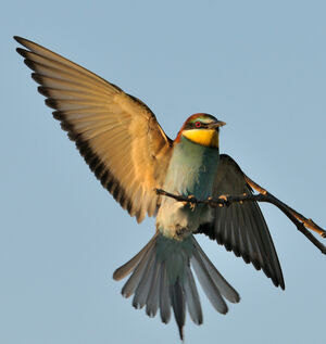 European Bee-eater 
&copy; Xavier Libert