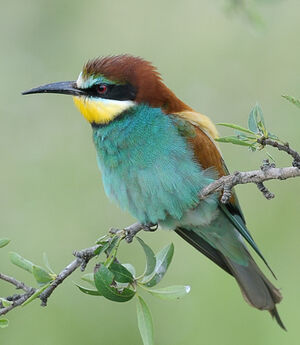 European Bee-eater 
&copy; Xavier Libert