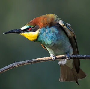 European Bee-eater 
&copy; Xavier Libert