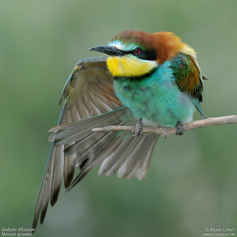 European Bee-eater male, identification, Behaviour