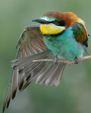 European Bee-eater 
&copy; Xavier Libert