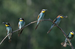 European Bee-eater 
&copy; Xavier Libert