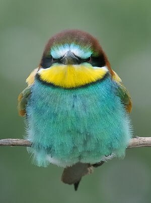 European Bee-eater 
&copy; Xavier Libert