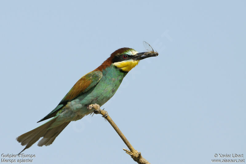 European Bee-eater female adult, identification, feeding habits