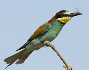 European Bee-eater 
&copy; Xavier Libert