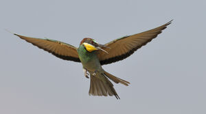 European Bee-eater 
&copy; Xavier Libert