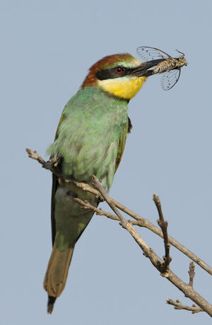 European Bee-eater 
&copy; Xavier Libert
