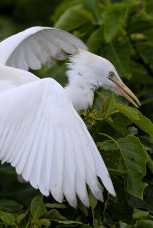 Western Cattle Egret 
&copy; Xavier Libert