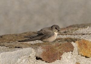 Hirondelle de rochers 
&copy; Xavier Libert