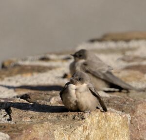 Hirondelle de rochers 
&copy; Xavier Libert