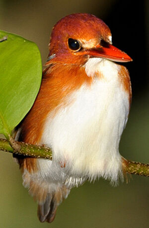Madagascar Pygmy Kingfisher