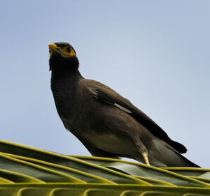 Common Myna