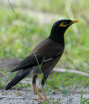 Common Myna