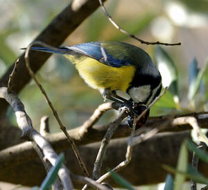 Eurasian Blue Tit 
&copy; Xavier Libert