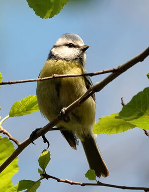 Eurasian Blue Tit 
&copy; Xavier Libert