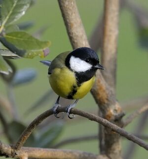 Great Tit 
&copy; Xavier Libert