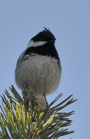 Coal Tit 
&copy; Xavier Libert