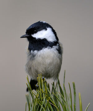 Coal Tit 
&copy; Xavier Libert