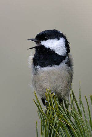 Coal Tit 
&copy; Xavier Libert