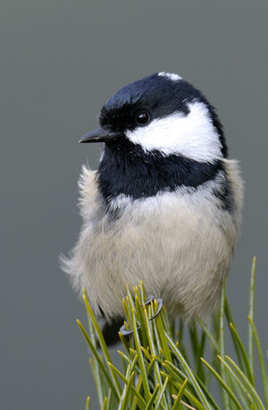 Coal Tit 
&copy; Xavier Libert