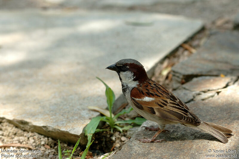 House Sparrow male adult breeding, identification