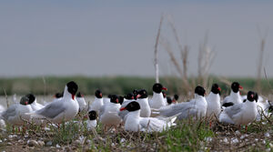 Mediterranean Gull 
&copy; Xavier Libert