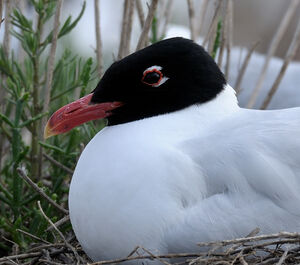 Mediterranean Gull 
&copy; Xavier Libert