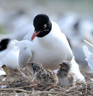 Mediterranean Gull 
&copy; Xavier Libert