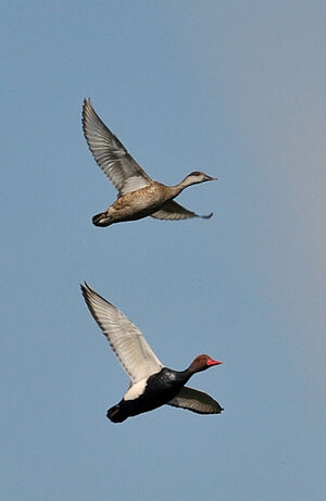 Red-crested Pochard 
&copy; Xavier Libert