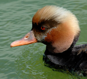 Red-crested Pochard 
&copy; Xavier Libert