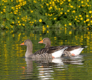 Greylag Goose 
&copy; Xavier Libert