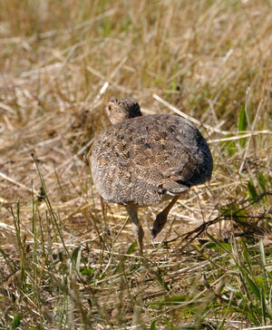 Little Bustard