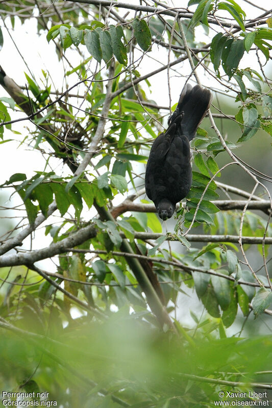 Perroquet noir, identification